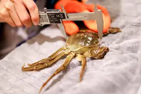 “针眼螃蟹”是否是注水蟹？真相来了图片