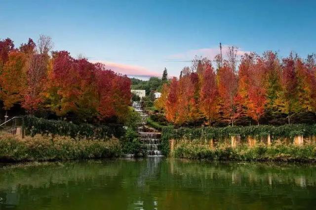 昆明迎来最美赏枫季 打卡攻略奉上