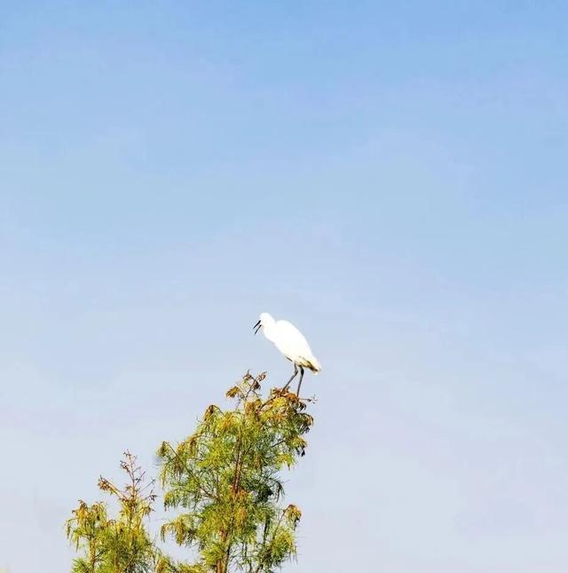 成都限定红！水杉最美季节上线，赶紧打卡！
