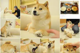 柴犬Kabosu去世：那些发狗头表情的人，他们在说什么？图片