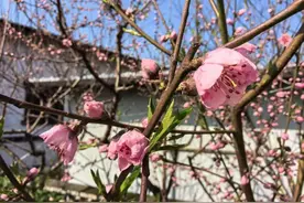第39届桃花荟要来了 7大主题活动等你来耍图片
