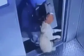 外卖员从26楼将流浪猫扔下摔死！律师：或涉高空抛物罪图片