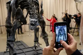 （外代一线）美国自然历史博物馆展出近乎完整剑龙骨架化石图片