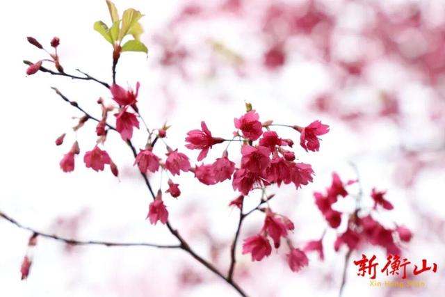 好鲜！衡山将大量上市，你最爱哪一味？