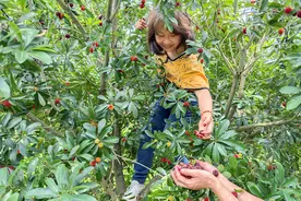 江西宜丰：杨梅熟 采摘乐图片