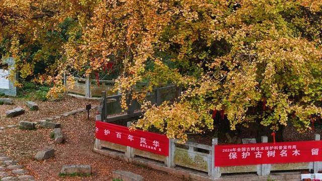 邂逅如画江西的小“杏”运