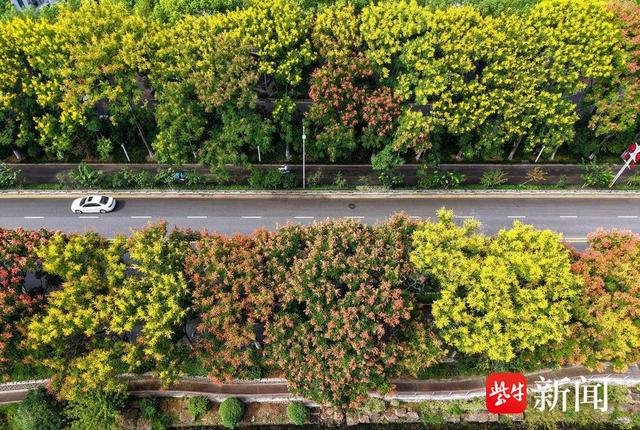 花容悦貌｜美！南京浦口“栾树大道”秋色藏不住
