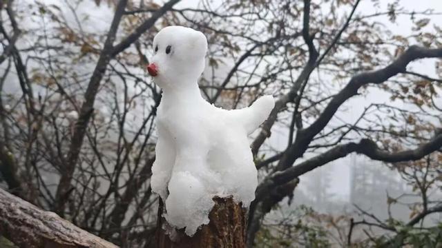 真的下雪啦！瓦屋山初雪突降！彩林+初雪的绝美同框，免门票就能看见！