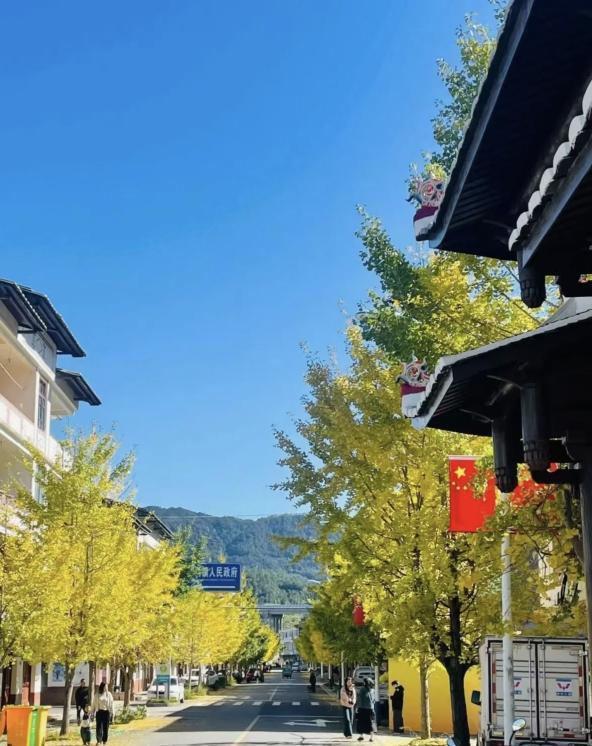 泉州：金叶万扇舞秋风