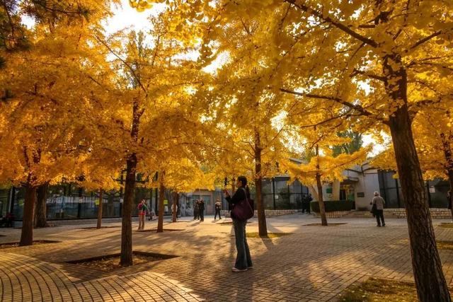 当立冬遇见金秋，北京动物园赏秋打卡攻略