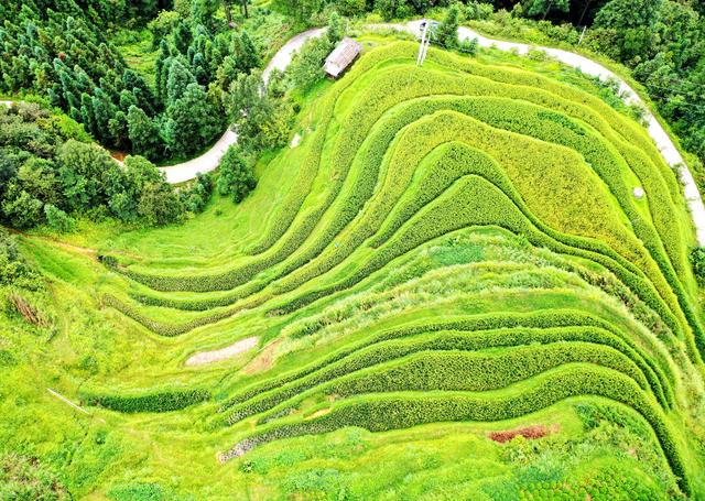 榕江：初秋梯田景入画