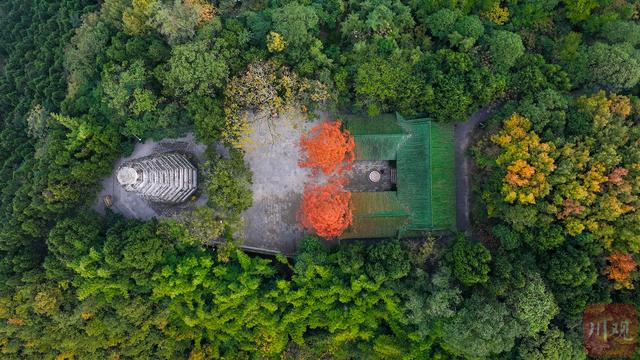 C视觉丨藏不住了 阆中冬日绝美日出，白塔、水杉、晨雾同框 画面太治愈