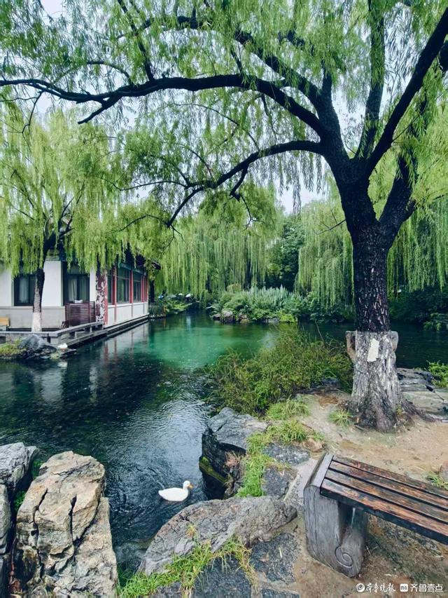济南雨中的五龙潭公园更美丽
