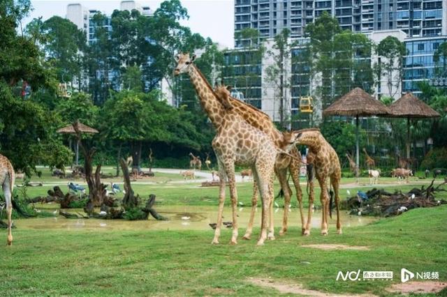 欢乐到广州！国庆长假全城热“运”，度假更“广”更健康