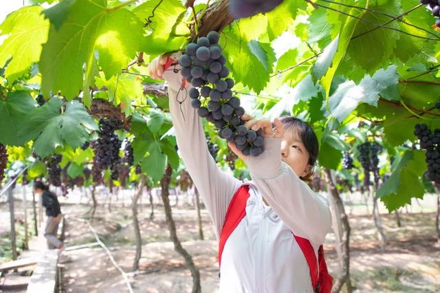 夏日果香浓！龙岩采摘好“趣”处来了→