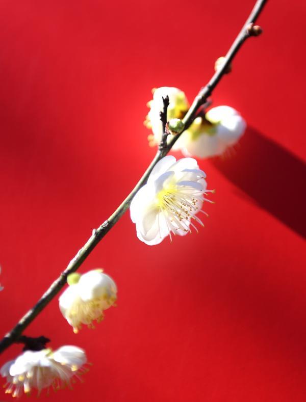 深山寻梅正当时