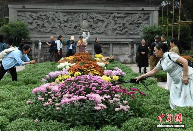 赏菊正当时 重庆华岩寺菊花展吸引市民打卡