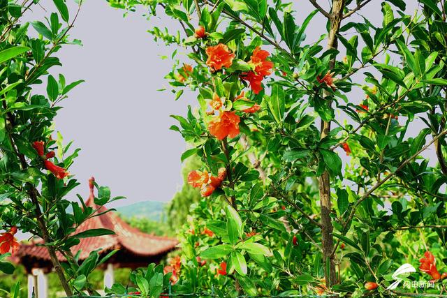 春色入画来！泰安市泰山区全年赏花“打卡指南”来了