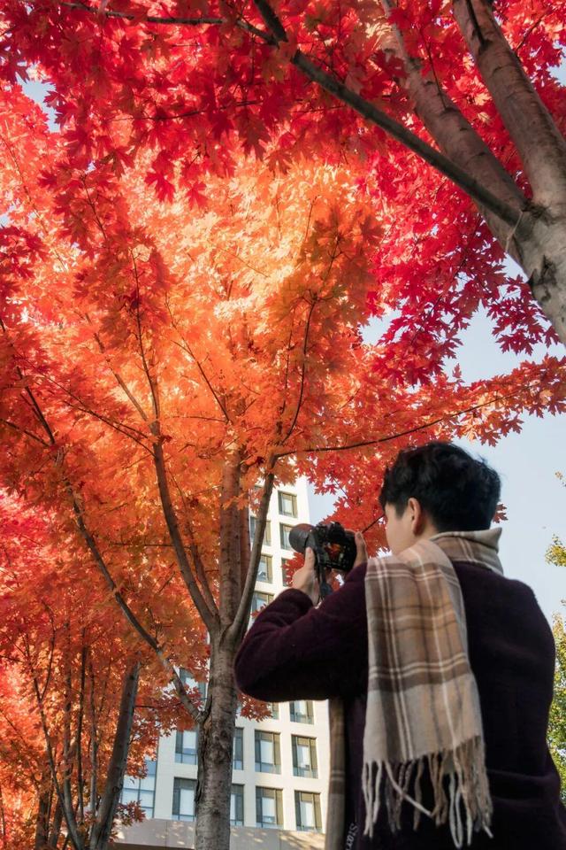 藏不住了！攒了整个秋天的北医美景，立冬前全部分享！