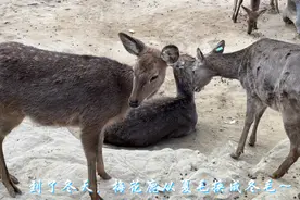 果然视频|动物视界162——冬天的梅花鹿，咋成了“没花鹿”图片