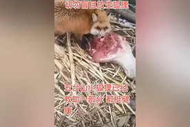 五台山部分放生小狐狸被收养，吃上了肉食！救助者：希望香客不要盲目放生图片