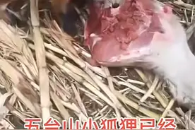 五台山部分放生小狐狸被收养，吃上了肉食！救助者：希望香客不要盲目放生图片