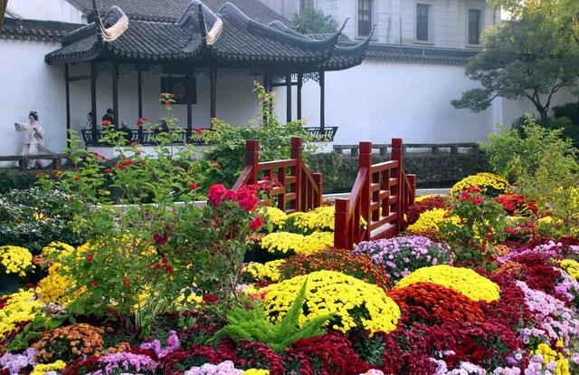 江苏苏州：菊花在寒意中傲然盛开