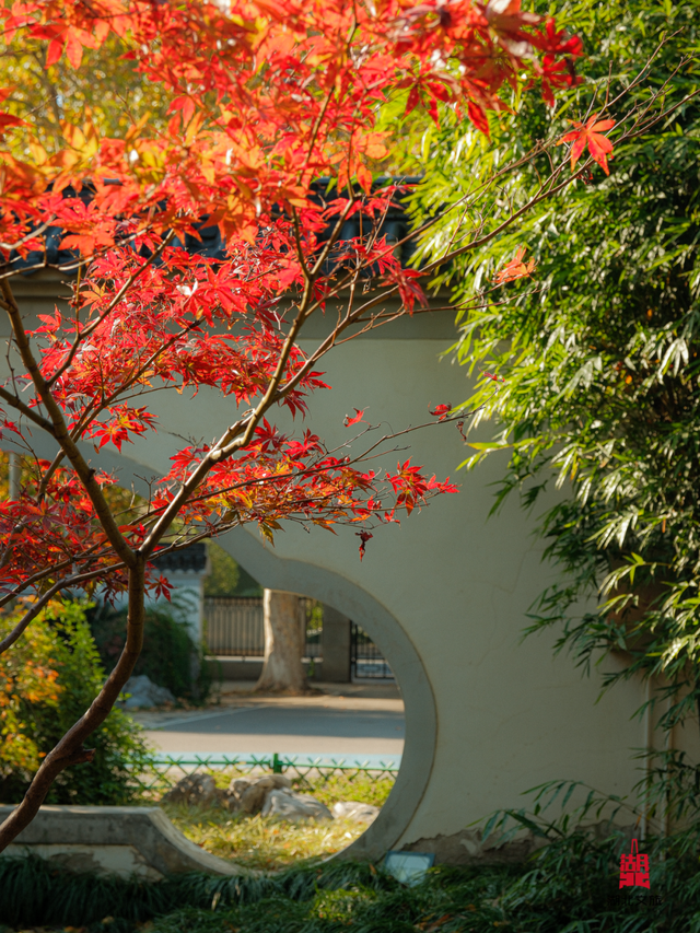 红红红红！红“枫”了！