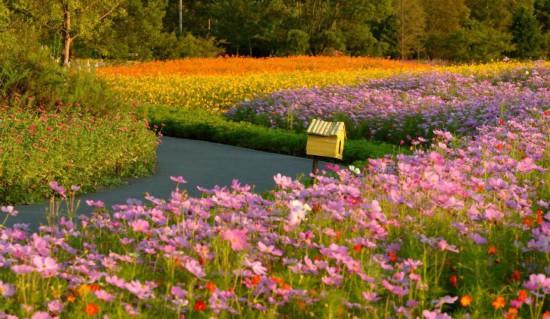 上海秋日浪漫天花板！这些花海美到让人心醉