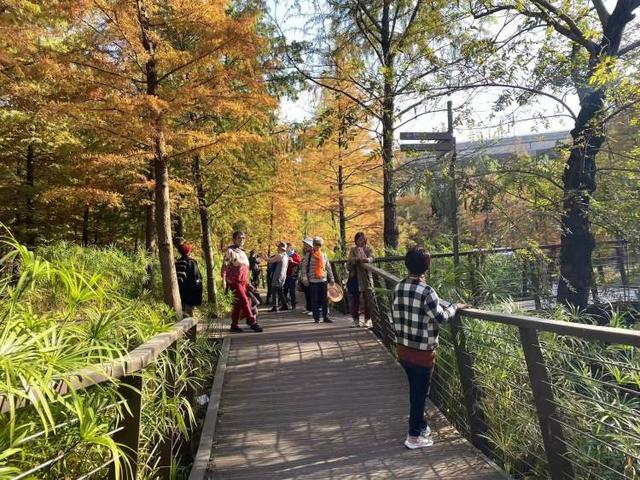 三林水森林未开先火，网络疯转“潜入攻略”！记者探访：确有不少游客；建设方：今年内完工，请静待开放