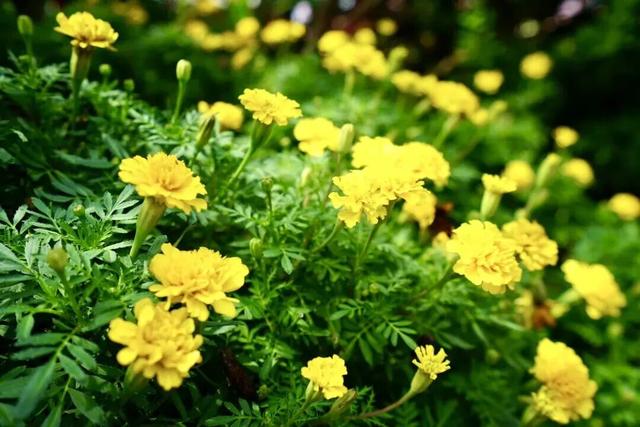 趁秋色浪漫，见一面吧