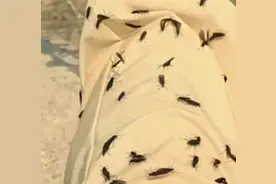 热搜第一！韩国首尔“爱情虫”再度大爆发，2022年曾首次出现图片