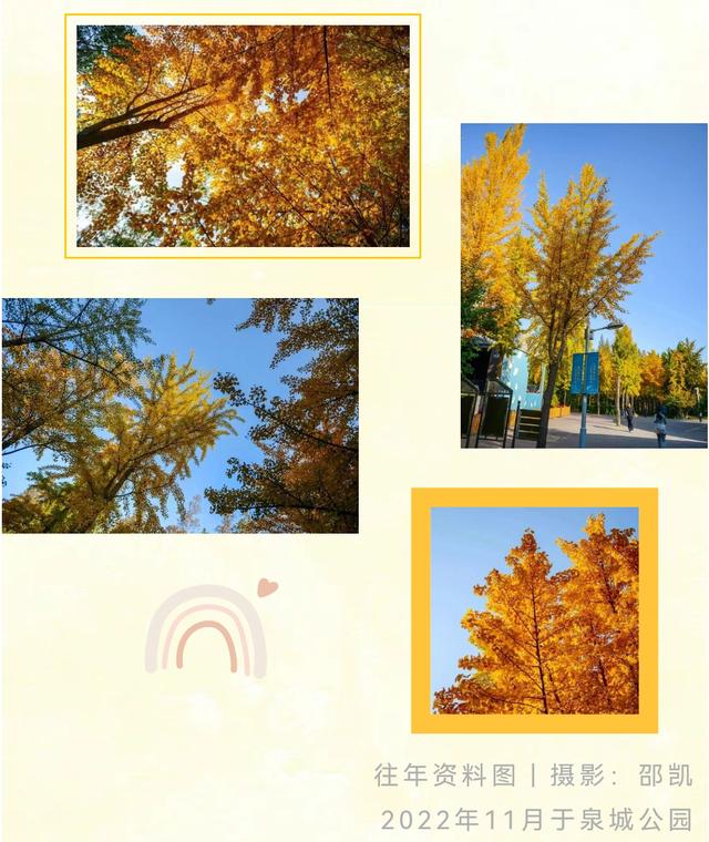《2025济南赏银杏地图》出炉！错过再等一年