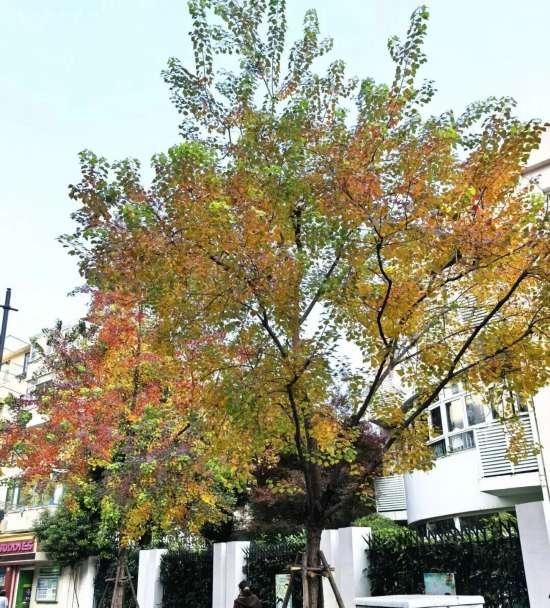 秋色浓度已拉满，申城街头 “赤橙黄绿交响曲”