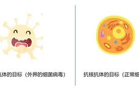 抗核抗体阳性！别慌，不一定是红斑狼疮“判决书”图片