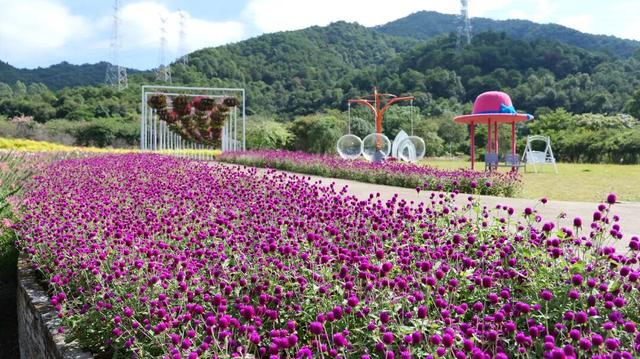 广东新晋网红地！浪漫花海、直升机飞行、地道美食…三水这个地方藏不住了