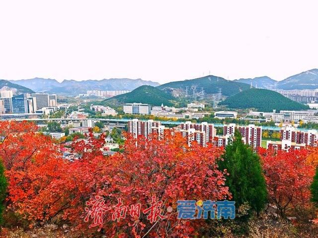 红绿交错平分秋色 济南蝎子山“鸳鸯火锅”景如画