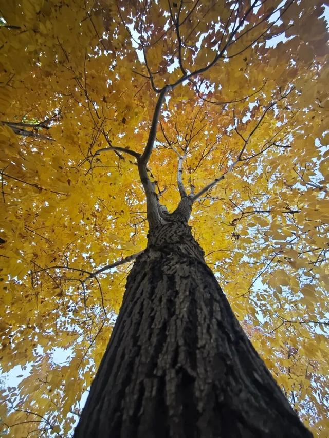 太美了！来副中心，邂逅落叶童话~