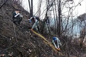 穿山越岭，他们保护穿山甲图片