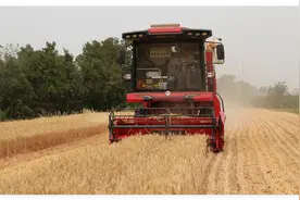 郏县：小麦开镰收割图片