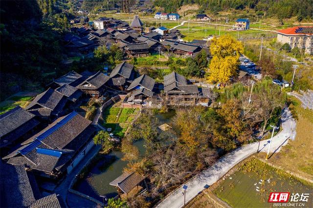 岁暖时刻丨一树千年金，解锁湖南冬日最美打开方式