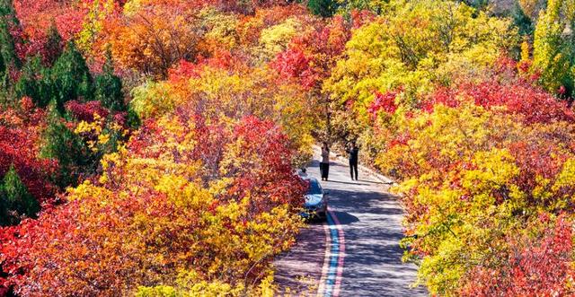 四季流转 多彩枣庄 | 枣庄：凤凰绿道色彩斑斓风景如画