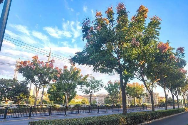 史铁生笔下的栾树，在南桥原来是这样的→