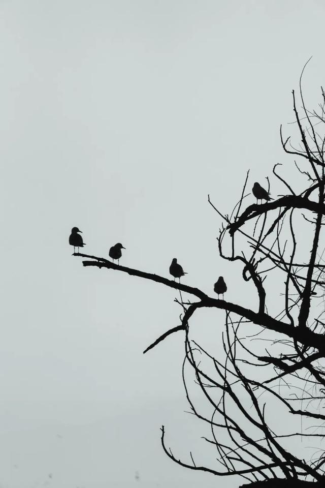 都是小众打卡点！在这些地方看海鸥，景美鸥多还诗意满满~