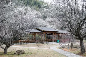 “梅”景不可辜负！到建宁梅花垇邂逅春日烂漫图片