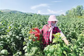 临夏州：树莓枝头俏 果农心里笑图片