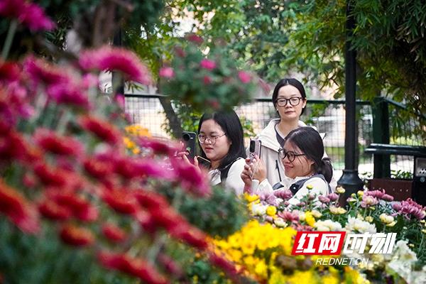 万紫千红撑起深秋颜值！岳麓山4万盆名菊等你打卡