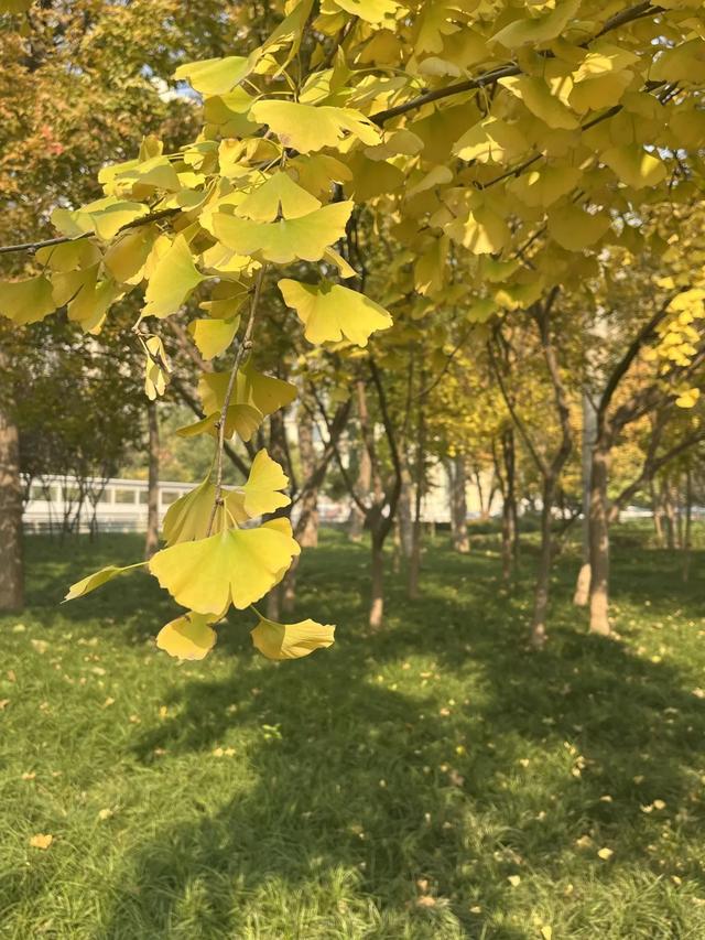 落叶缓扫点位公布!碑林这几片“落叶地毯”等你来打卡