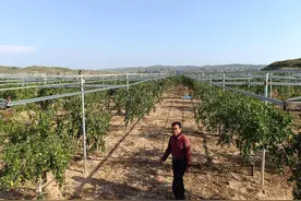 佳县：老武的红枣别样红图片