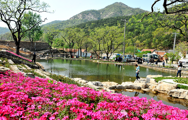 20+宝藏点位速收藏！来威海环翠邂逅春日浪漫花海